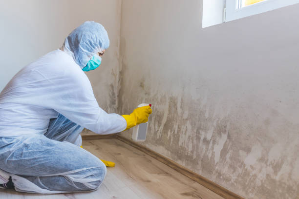 Licensed Black Mold Removal service in Point Pleasant, PA - WQB Mold Removal