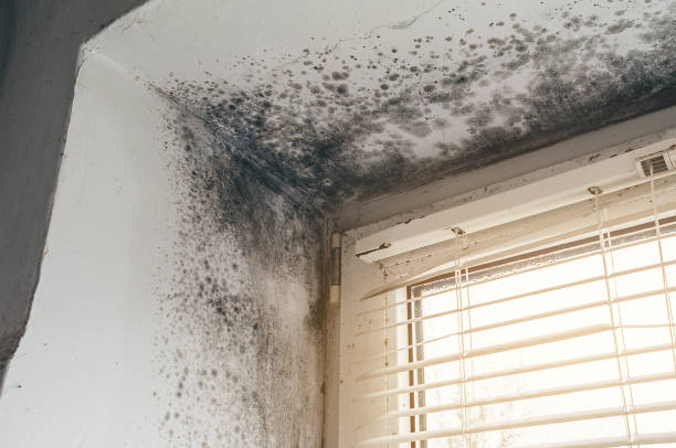 Affordable Black Mold Removal solutions in Point Pleasant, PA